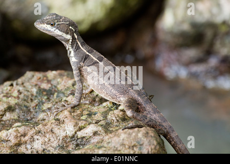 Basilisk comune, o Gesù Cristo Lizard (Basiliscus Basiliscus). Costa Rica. Sub-adulto. Foto Stock