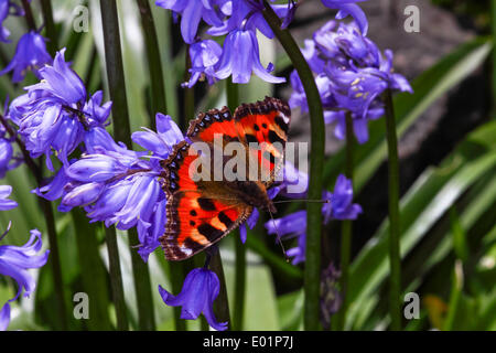 Piccola tartaruga farfalla sulla bluebells Foto Stock