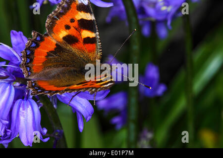 Piccola tartaruga farfalla sulla bluebells Foto Stock