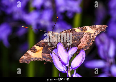 Piccola tartaruga farfalla sulla bluebells Foto Stock