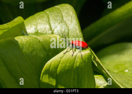 Giglio rosso beetle su un Martagon (turks head) lily plant(6 di 6) Foto Stock