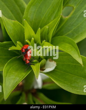 Giglio rosso coleotteri in accoppiamento un Martagon (turks head) lily impianto (4 di 6) Foto Stock