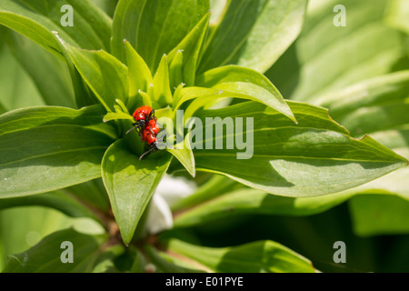 Giglio rosso coleotteri in accoppiamento un Martagon (turks head) lily impianto (3 di 6) Foto Stock