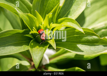 Giglio rosso coleotteri in accoppiamento un Martagon (turks head) lily impianto (2 di 6) Foto Stock