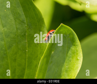 Giglio rosso beetle su un giglio Martagon plant(1 di 6) Foto Stock