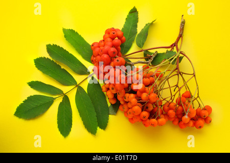 Red ashberry mazzetto su giallo Foto Stock