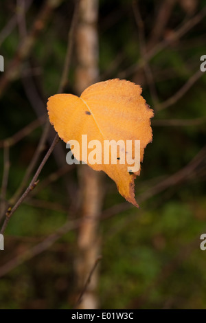 Roverella (Betulla Betula pubescens). Foglie di autunno. Foto Stock