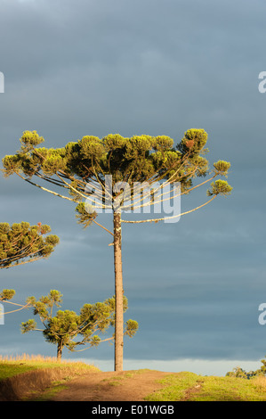 Araucaria Parana Pine Tree nella luce del pomeriggio, Stark contro un steely cielo nuvoloso. Foto Stock