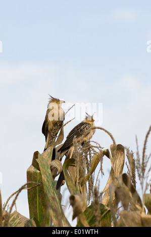 Anu branco (Guira guira, cuculo guira) seduto sul granturco dolce pianta. Foto Stock