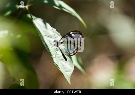 Clearwing o Glasswing butterfly, con ali trasparente (Greta polissena), sulla foglia. Foto Stock