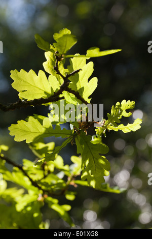 Foglie di quercia (Quercos robur ). Molla. Appena emerso dai boccioli. Foto Stock