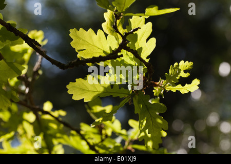 Foglie di quercia (Quercos robur ). Molla. Appena emersa dal di gemme. Foto Stock