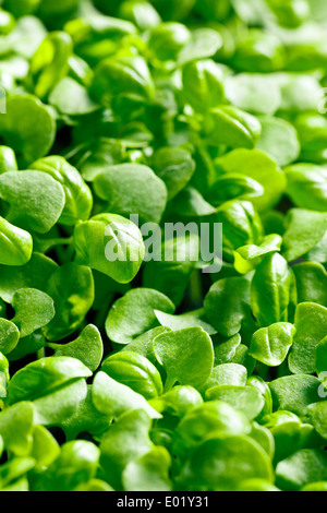 Le piccole piante di basilico Foto Stock