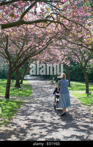 Nonna spingendo il nipote in buggy sotto la fioritura dei ciliegi Saltwell Park Gateshead North East England Regno Unito Foto Stock