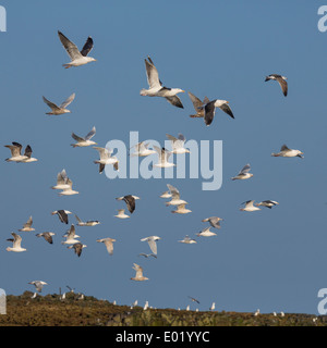 Flock of Seagulls battenti, Breidafjordur, Islanda Foto Stock