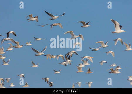 Flock of Seagulls battenti, Breidafjordur, Islanda Foto Stock