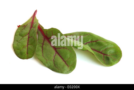 Mangold o insalata di barbabietole dolci leafs isolati su sfondo bianco Foto Stock