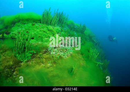 Lago Baikal spugna (Lubomirskia baicalensis) Foto Stock