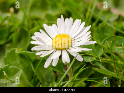 Daisy. Primo piano su un comune Daisy (Bellis Perennis )crescendo in erba in primavera. Foto Stock