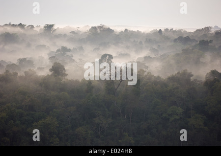 Foschia sopra la Mata Atlantica foresta di pioggia al mattino. Foto Stock