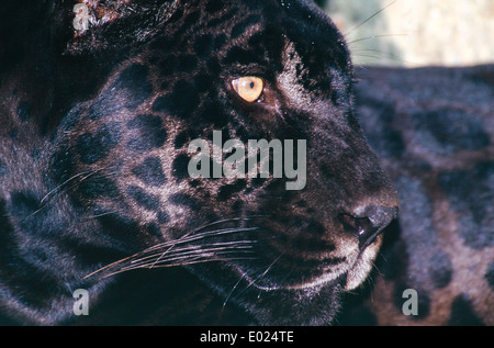 L'Amazzonia, Brasile. Giaguaro Nero (Panther); "Onca preta"; Panthera onca. Variante nero sul più comune Onca pintada. Foto Stock