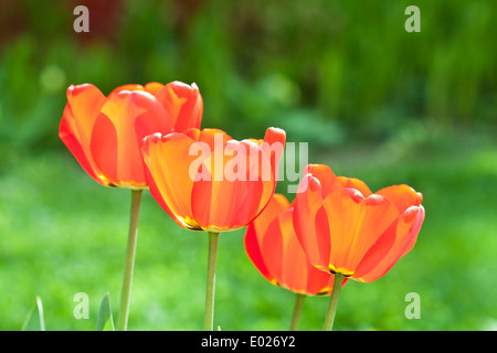 Bel colore arancione tulipani nel giardino Foto Stock