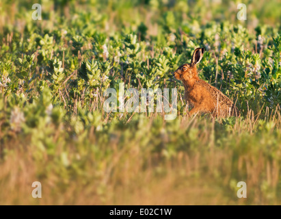 Brown lepre Lepus europaeus seduta in golden luce del sole di mattina Foto Stock