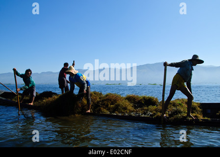 Intha gli abitanti di un villaggio del Lago Inle la raccolta di erbe infestanti dal fondo del lago. Foto Stock