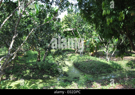 Pommelo alberi che crescono in un frutteto in Thailandia Foto Stock