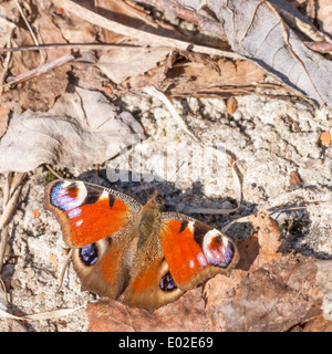 Primo piano di una farfalla con grandi ali di colore arancione con macchie viola Foto Stock