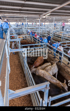 Muchea Mercato del Bestiame su bovini giorno Western Australia Foto Stock