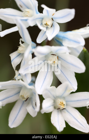 Fiori Scilla siberica var. alba - Siberian squill - Legno squill - Asparagaceae Foto Stock