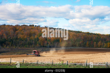 Mietitrebbia in un campo di mais. Foto Stock