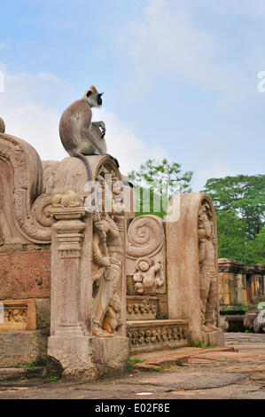 Toque Macaque (Macaca sinica) a scale al round reliquiario casa di Vatadage, Sito Patrimonio Mondiale dell'UNESCO, Polonnaruwa Foto Stock