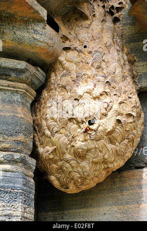 Nido di calabroni (tropica di Vespa) a un tempio, Polonnaruwa, Nord provincia centrale, Sri Lanka Foto Stock