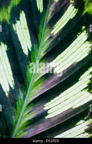 Foglia di un Calathea (Calathea makoyana), dettaglio Tropicale Giardino Botanico, Onomea Bay, Big Island, Hawaii, STATI UNITI D'AMERICA Foto Stock