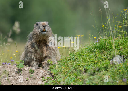 Alpine marmotta (Marmota marmota) guardando fuori della sua tana, di Dachstein, Stiria, Austria Foto Stock