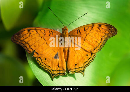 Brush-footed Butterfly (Nymphalidae), captive, Monaco di Baviera Foto Stock