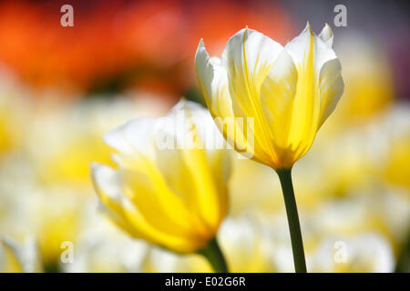 Fioritura Tulipani (Tulipa fosteriana 'Sweetheart'), bianco e giallo Fosteriana tulip varietà "weetheart' Foto Stock