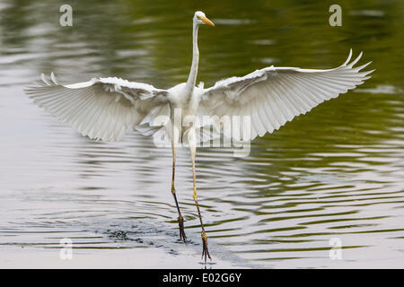 Airone bianco maggiore (Ardea alba), pesca, con ali spiegate, Nord Hesse, Hesse, Germania Foto Stock