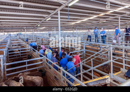 Muchea Mercato del Bestiame su bovini giorno Western Australia Foto Stock