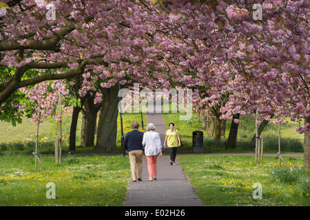 La gente che camminava sul soleggiato percorso parkland, sotto la tettoia di alberi con belli e colorati di rosa fiori di ciliegio -vaganti, Harrogate, Inghilterra, Regno Unito. Foto Stock