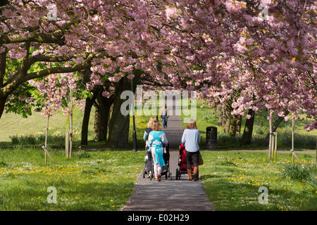 La gente che camminava sul soleggiato percorso parkland, sotto la tettoia di alberi con belli e colorati di rosa fiori di ciliegio -vaganti, Harrogate, Inghilterra, Regno Unito. Foto Stock