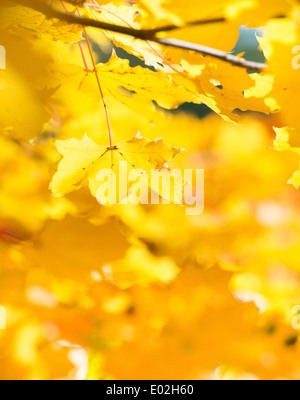 La natura particolare del coloratissimo caduta delle foglie con foglie di giallo, Svezia. Foto Stock