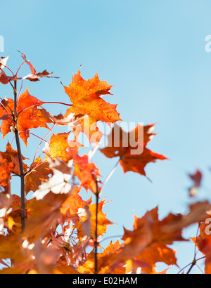 La natura particolare del coloratissimo caduta delle foglie rosso con foglie di acero, Svezia. Foto Stock