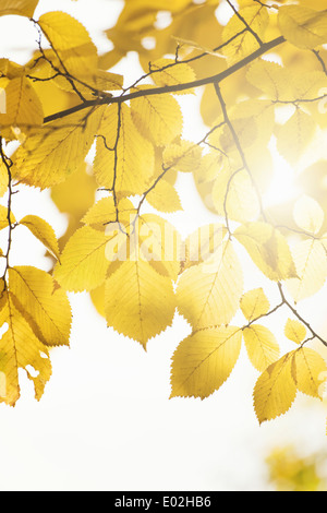 La natura particolare del coloratissimo caduta delle foglie con foglie di giallo, Svezia. Foto Stock