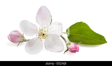 Apple fiori con boccioli isolato su bianco Foto Stock