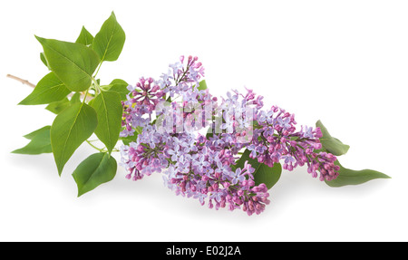Splendida fioritura lilla ramo su sfondo bianco Foto Stock