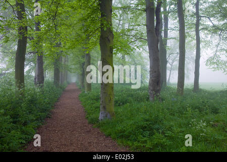 Al mattino presto la nebbia in un giorno di primavera nel Parco Baysgarth, Barton-su-Humber, North Lincolnshire, Regno Unito, mercoledì 30 aprile, 2014. Foto Stock