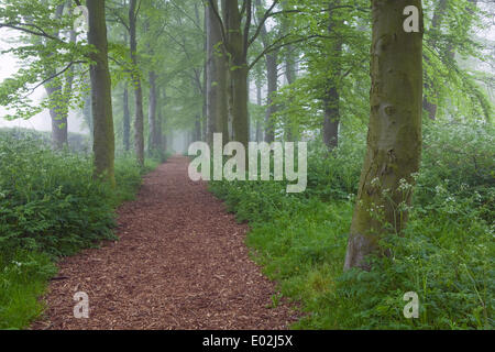 Al mattino presto la nebbia in un giorno di primavera nel Parco Baysgarth, Barton-su-Humber, North Lincolnshire, Regno Unito, mercoledì 30 aprile, 2014. Foto Stock